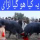 What happen in the Animal fight buffalo fight