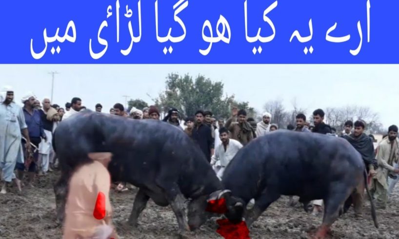 What happen in the Animal fight buffalo fight