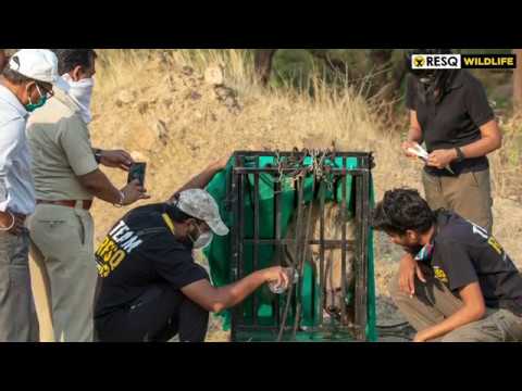 Wild and free: Striped Hyena rescued and released - Animal Rescue India