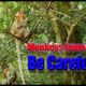 WildLife Animals - All About Monkeys Playing Amazing! Key of Secret #04