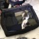 kitten loves playing everywhere even inside a suitcase ?