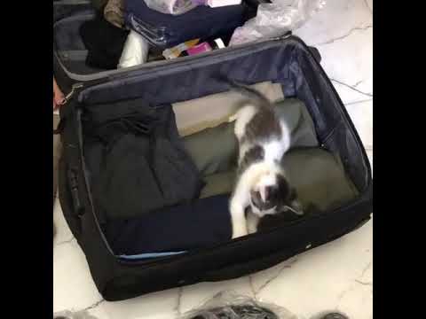 kitten loves playing everywhere even inside a suitcase ?