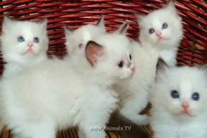 kittens club ? The Cutest Kittens on Tik Tok Compilation #kittensclub #CuteKittens