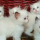 kittens club ? The Cutest Kittens on Tik Tok Compilation #kittensclub #CuteKittens
