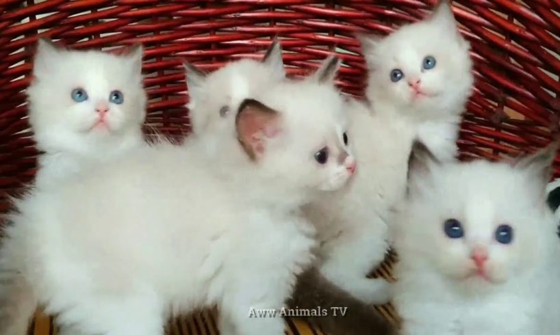 kittens club ? The Cutest Kittens on Tik Tok Compilation #kittensclub #CuteKittens