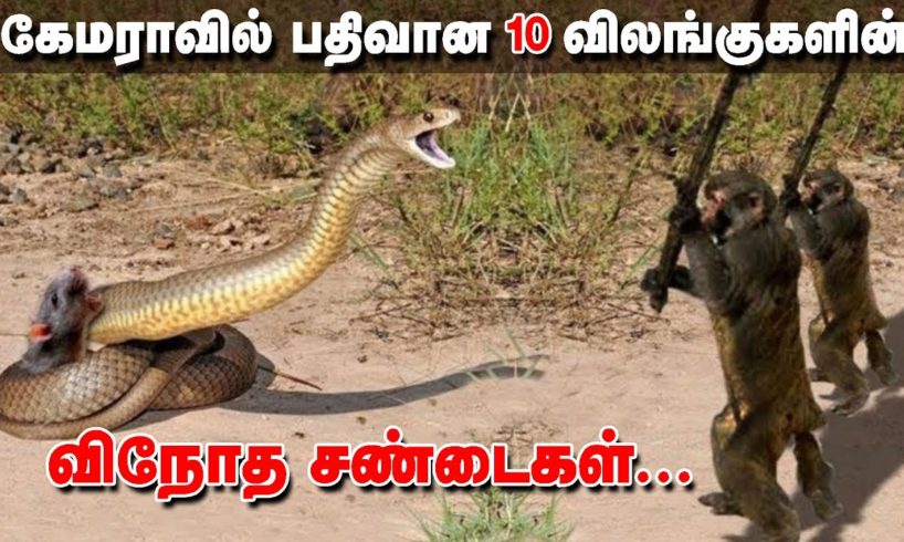 கேமராவில் பதிவான10 விலங்குகளின் விநோத சண்டைகள் | 10 CRAZIEST ANIMAL FIGHTS CAUGHT ON CAMERA