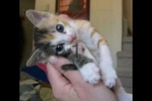 10 cutest kittens