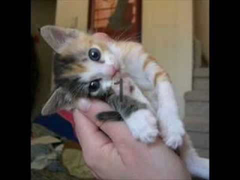 10 cutest kittens