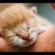 10 of the CUTEST KITTENS Ever