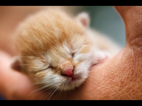10 of the CUTEST KITTENS Ever