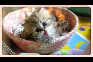 10 of the Cutest Kittens on YouTube [Compilation]