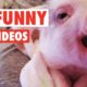 13 Funny Pig Videos || Awesome Compilation