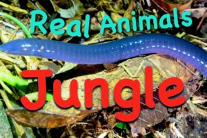 5 (FIVE!) INCREDIBLE Animals that I actually Found! ~~ Do YOU know them?