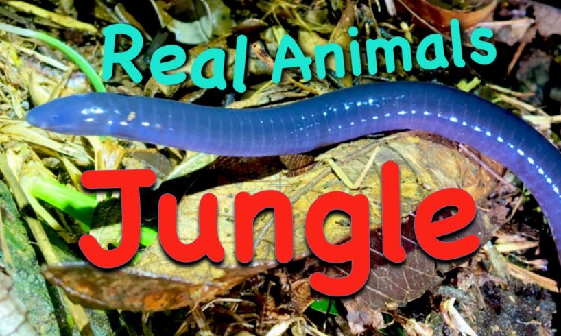 5 (FIVE!) INCREDIBLE Animals that I actually Found! ~~ Do YOU know them?