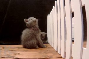 9 Weeks Old Cutest Kittens have FUN - 4K - MUST SEE