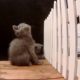 9 Weeks Old Cutest Kittens have FUN - 4K - MUST SEE