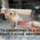Abandoned Pet Dogs Rescued from a Home during COVID-19|  Lockdown in Pune | Animal Rescue, India