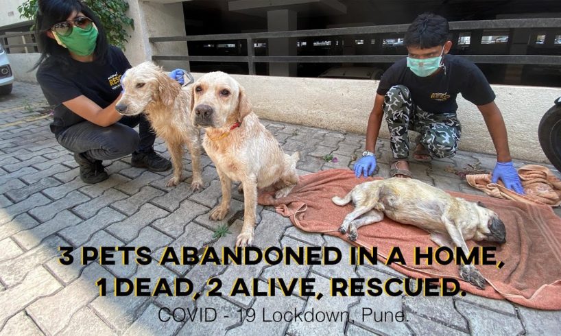 Abandoned Pet Dogs Rescued from a Home during COVID-19| Lockdown in Pune | Animal Rescue, India