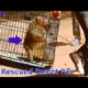 Animals Rescued 2020 /  NGO Rescued Monkey Sweet Pea To Treat To Heal In Shot Time At NGO Official