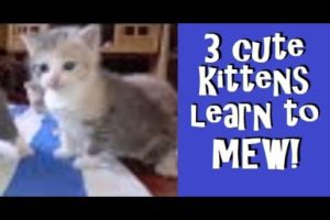 Baby Kittens' First Meow! ~ One Month Old ~ CUTEST KITTENS EVER!