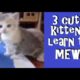 Baby Kittens' First Meow! ~ One Month Old ~ CUTEST KITTENS EVER!