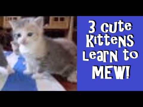 Baby Kittens' First Meow! ~ One Month Old ~ CUTEST KITTENS EVER!
