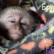 Baby Monkey Attacked By Eagles - Rescued By Animal Sanctuary -  Ep. 21