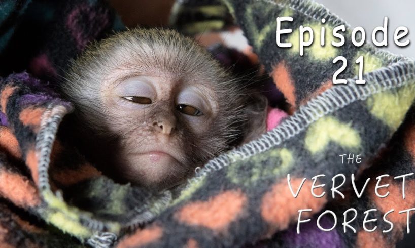 Baby Monkey Attacked By Eagles - Rescued By Animal Sanctuary - Ep. 21