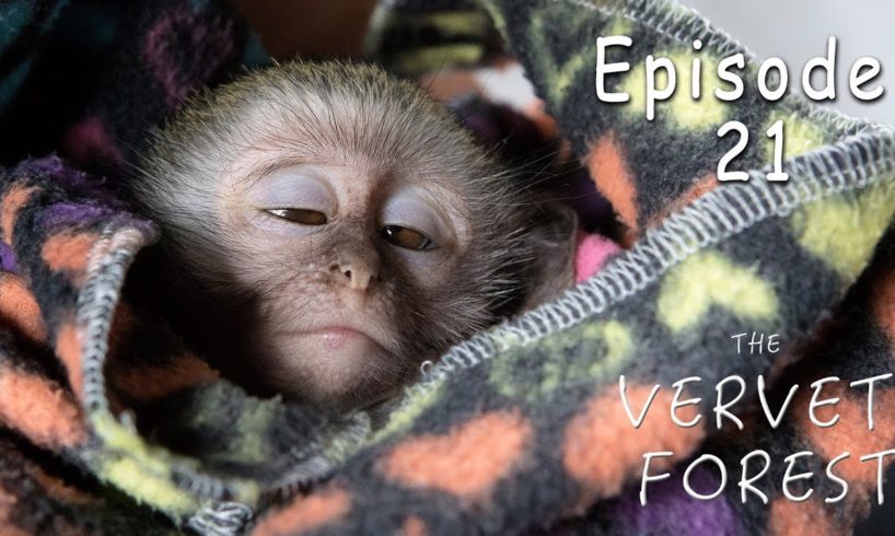 Baby Monkey Attacked By Eagles - Rescued By Animal Sanctuary -  Ep. 21