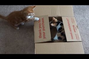 CUTEST Kittens Play in Box