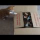 CUTEST Kittens Play in Box
