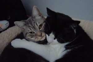 Cat Hugging & Kissing Cute Kitten | 4K