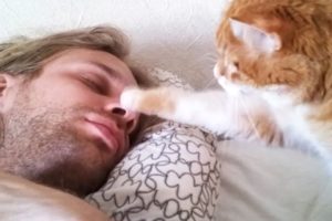 Cats waking up their owners by cute paws  - Cutest Fur Alarm Clock