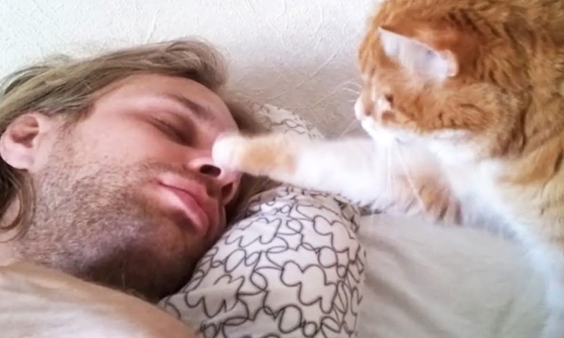 Cats waking up their owners by cute paws  - Cutest Fur Alarm Clock
