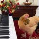 Chicken Plays Operatic Aria on Piano Keyboard