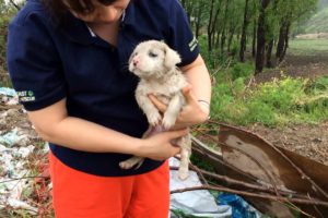 China abandoned puppy was rescued in the rain - dog rescue team