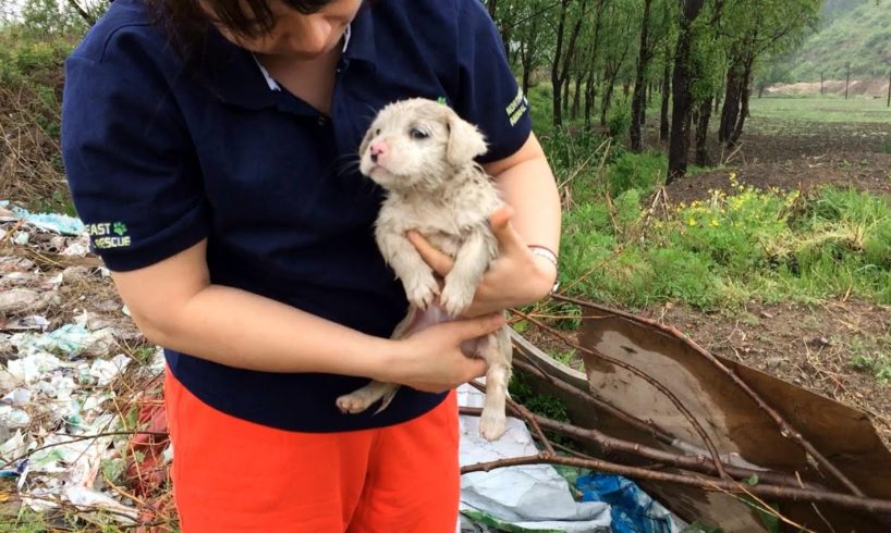 China abandoned puppy was rescued in the rain - dog rescue team