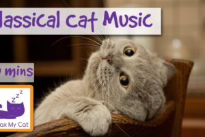 Classical Music for Cats! Classical Music with Orchestra and Piano to Relax Your Cat!
