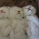 Coco`s cutest kittens sleeping.