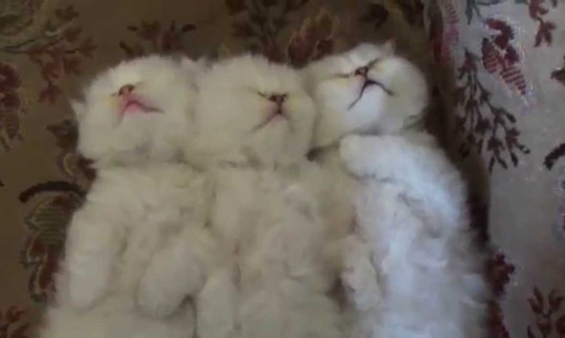 Coco`s cutest kittens sleeping.