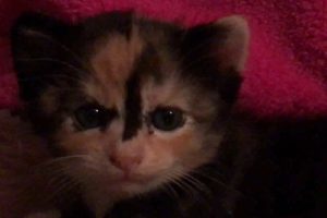 (Cry Challenge) The Cutest Kitten, The Saddest Song
