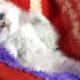 Cute Baby Cat | The Cutest Kitten Ever (Sweetie's Compilation)