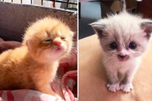 ? Cute Kittens Doing Funny Things 2020 ? #1 Cutest Cats