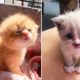 ? Cute Kittens Doing Funny Things 2020 ? #1 Cutest Cats