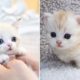? Cute Kittens Doing Funny Things 2020 ? #6  Cutest Cats