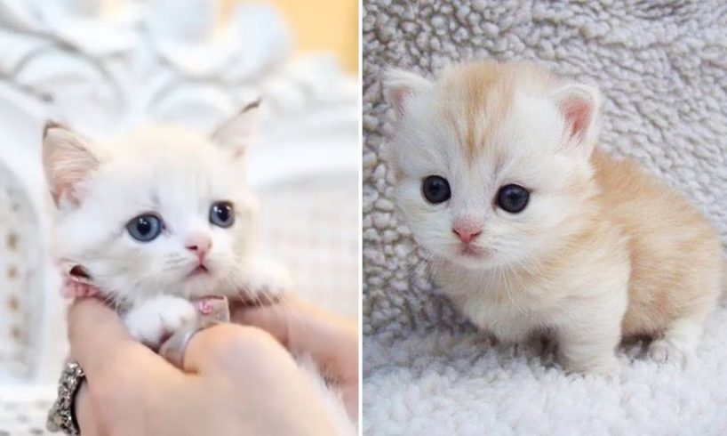 ? Cute Kittens Doing Funny Things 2020 ? #6  Cutest Cats