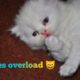 ? Cute Kittens Doing Funny Things 2020 ? Cutest Kittens Videos 2020