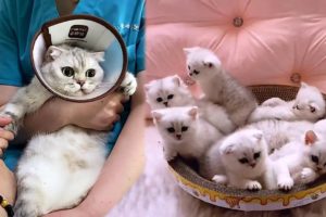 Cute Mama Cat and Her Cutest Kittens