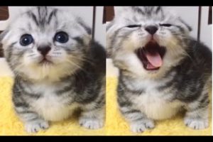 Cute kitten meowing