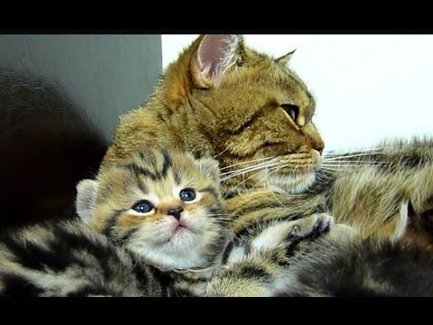 Cutest Cat Moments. Coco+Rio - Mom Cat and  Cutest Kitten  ever.